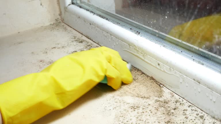 Professional Mold Removal in Rolla, MO